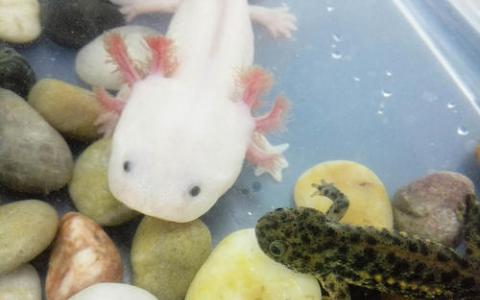 解碼Axolotl基因組