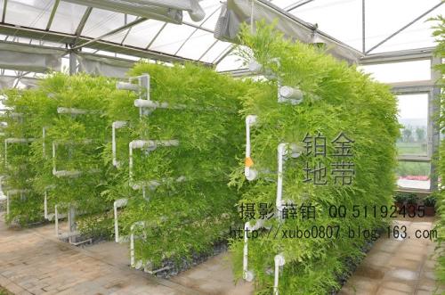 用于糧食安全的新植物育種技術(shù)