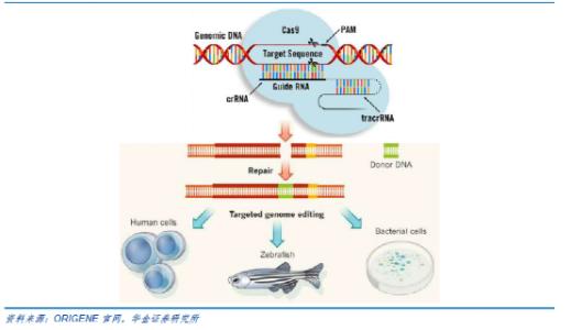 小分子抑制劑可以精確控制CRISPR-Cas9基因組編輯