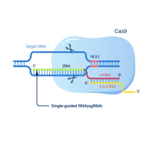 受控制的CRISPR：Cas9的小分子抑制劑被鑒定