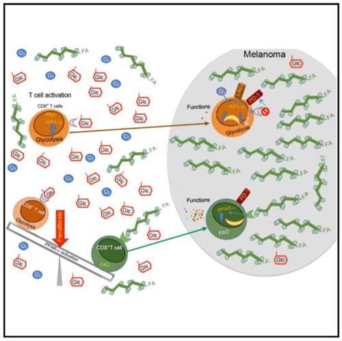 CD8 + T細(xì)胞在癌癥免疫療法期間調(diào)節(jié)腫瘤鐵轉(zhuǎn)移