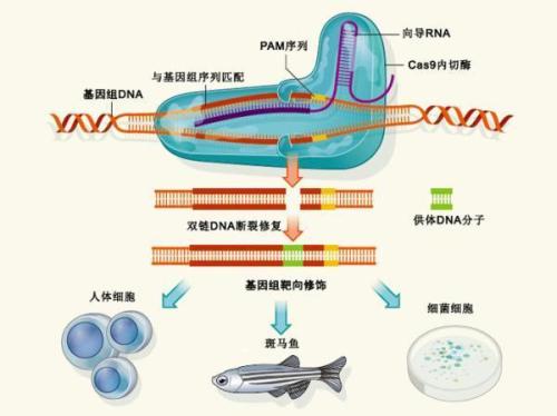 發(fā)現(xiàn)小分子抑制劑可以精確控制CRISPR-Cas9基因組編輯