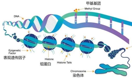 研究發(fā)現(xiàn)人類和小鼠中基因調(diào)控的趨同進(jìn)化