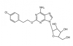 擬南芥 FLL2促進(jìn)聚腺苷酸化復(fù)合物的液液相分離