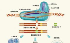 發(fā)現(xiàn)小分子抑制劑可以精確控制CRISPR-Cas9基因組編輯