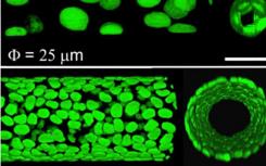 研究人員使用3-D微管平臺研究管腔形成