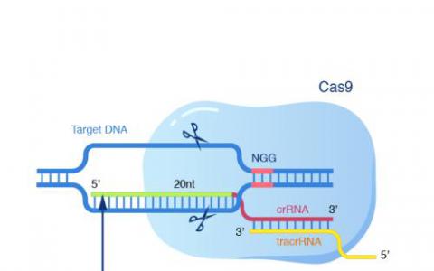 受控制的CRISPR：Cas9的小分子抑制劑被鑒定