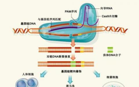 發(fā)現(xiàn)小分子抑制劑可以精確控制CRISPR-Cas9基因組編輯