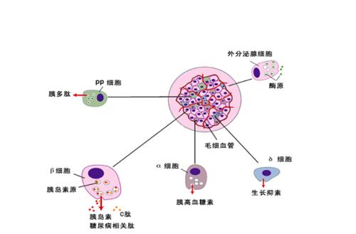 β細(xì)胞刷新停止小鼠1型糖尿病進(jìn)展