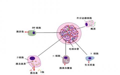 β細胞刷新停止小鼠1型糖尿病進展