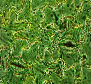 用于植物微生物組研究的功能基因組數(shù)據(jù)庫