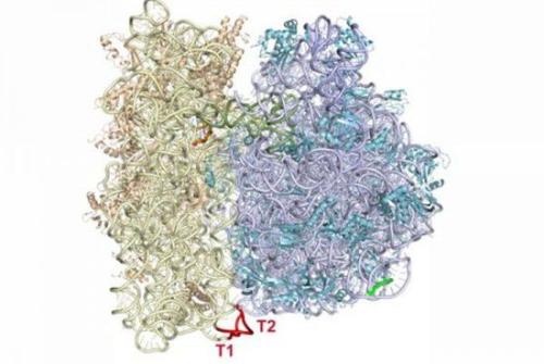 核糖體生物發(fā)生有助于轉(zhuǎn)移