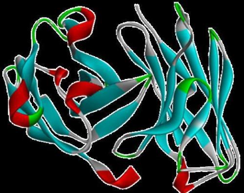 抑制核糖體生物發(fā)生作為晚期癌癥的新治療策略