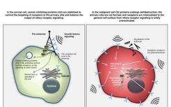 新的研究將癌癥抑制蛋白與細(xì)胞觸角聯(lián)系起來(lái)