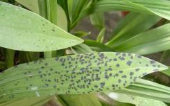 植物病理學(xué)家發(fā)現(xiàn)常見細(xì)菌的異常進(jìn)化過渡