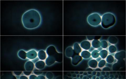 研究人員報告了關(guān)于控制細胞分裂的研究結(jié)果