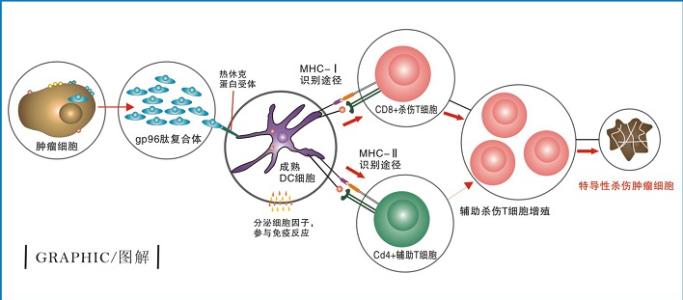 研究揭示了登革熱病毒如何在受感染的細(xì)胞中復(fù)制