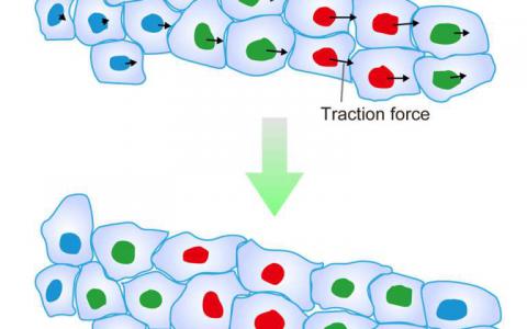 發(fā)現(xiàn)確定集體細(xì)胞遷移方向的機(jī)制
