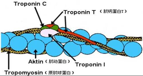 新的分子間表面力揭示了肌動(dòng)球蛋白的驅(qū)動(dòng)機(jī)制