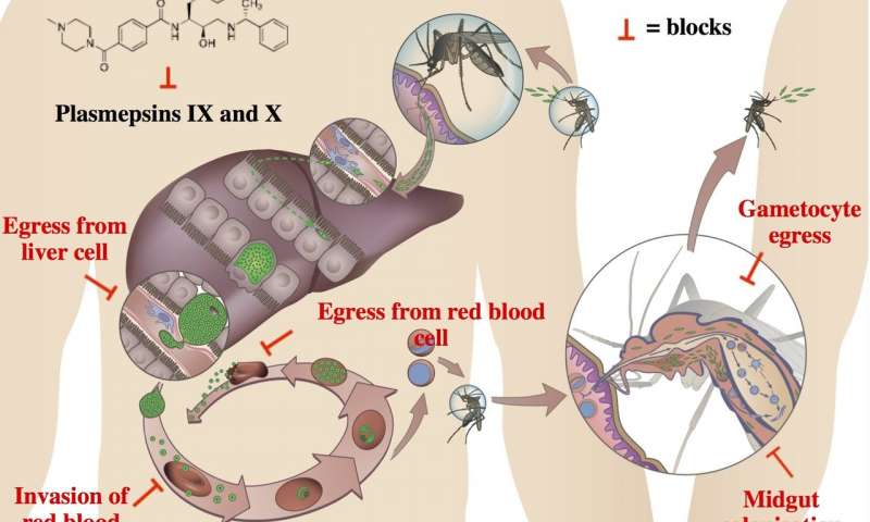 抗擊瘧疾的新武器-科學(xué)家們發(fā)現(xiàn)了一種阻止寄生蟲負(fù)責(zé)的新目標(biāo)