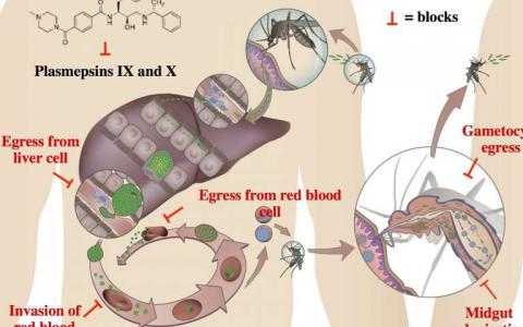 抗擊瘧疾的新武器-科學(xué)家們發(fā)現(xiàn)了一種阻止寄生蟲(chóng)負(fù)責(zé)的新目標(biāo)
