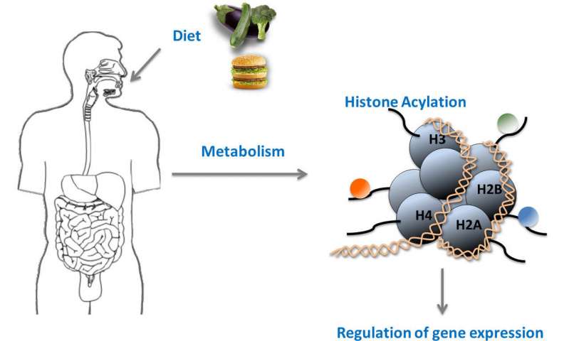 新的組蛋白修飾將代謝與基因活性結(jié)合起來