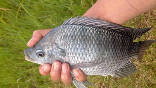 朝著減少養(yǎng)殖羅非魚的鏈球菌邁出了一大步