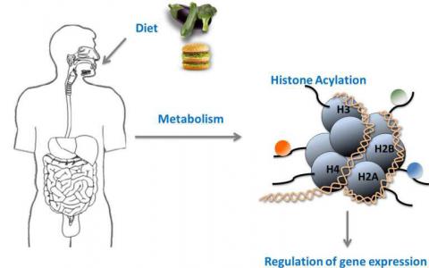 新的組蛋白修飾將代謝與基因活性結(jié)合起來
