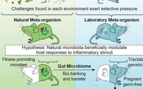 來自野生小鼠的腸道細(xì)菌可增強(qiáng)實(shí)驗(yàn)室小鼠的健康