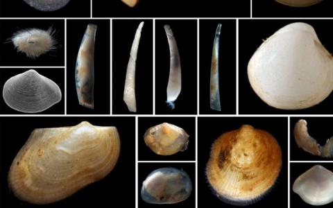 太平洋地區(qū)的DNA研究表明我們對軟體動物生物多樣性的認(rèn)識增加了2000％