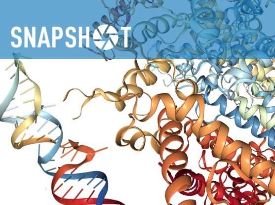 新的CRISPR工具靶向哺乳動物細胞中的RNA