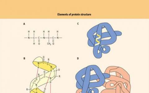 研究為小古老蛋白質(zhì)的關(guān)鍵有益功能提供了新的見解
