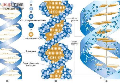 科學家們揭示了DNA如何組織和保存遺傳信息