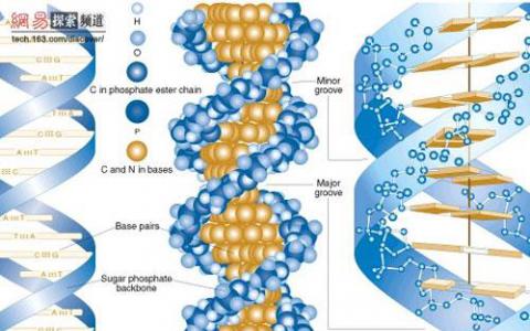 科學家們揭示了DNA如何組織和保存遺傳信息