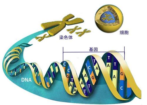 科學(xué)家開發(fā)出新的遺傳工具來修改和理解基因功能