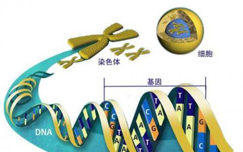 科學(xué)家開發(fā)出新的遺傳工具來修改和理解基因功能