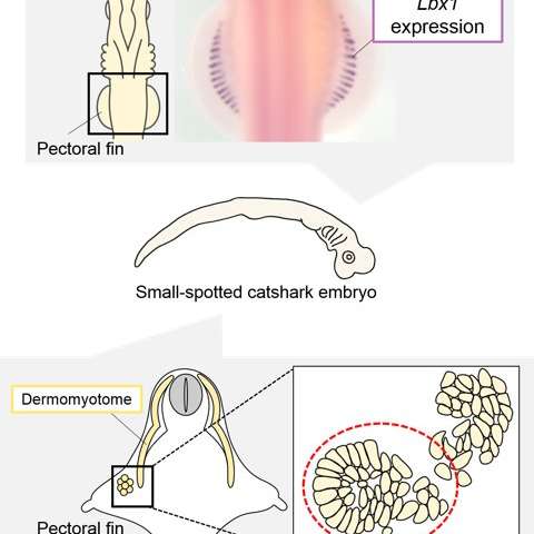 研究人員建立了軟骨魚類脊椎動物肢體肌肉發(fā)育的基礎(chǔ)