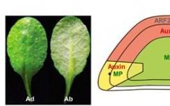 生長素驅(qū)使葉子變平