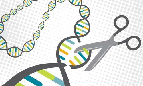 發(fā)現(xiàn)有助于提高CRISPR-Cas9基因編輯的準(zhǔn)確性