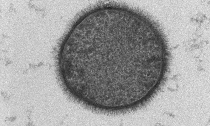 研究人員發(fā)現(xiàn)了定制蛋白質(zhì)界面的分子“附加物”