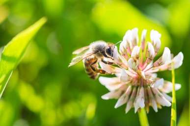 蜜蜂可以在開(kāi)發(fā)新抗生素方面發(fā)揮作用