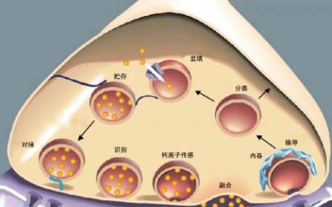 研究人員在細菌膜囊泡研究中突破了墻壁