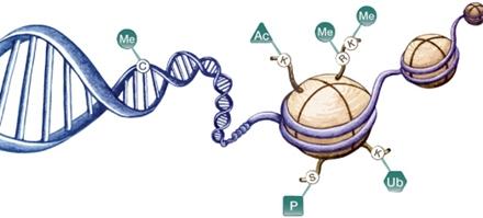 表觀遺傳學(xué)研究為癌癥聯(lián)合治療提供了新方法