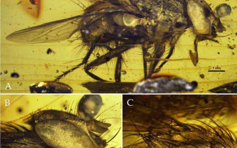 新的化石在新生代時(shí)期揭示了蒼蠅的爆炸性輻射