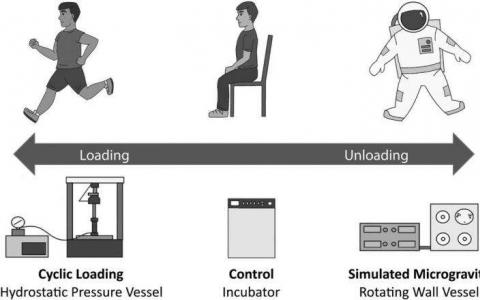 研究發(fā)現(xiàn)重力“機(jī)械負(fù)荷”是軟骨發(fā)育的關(guān)鍵