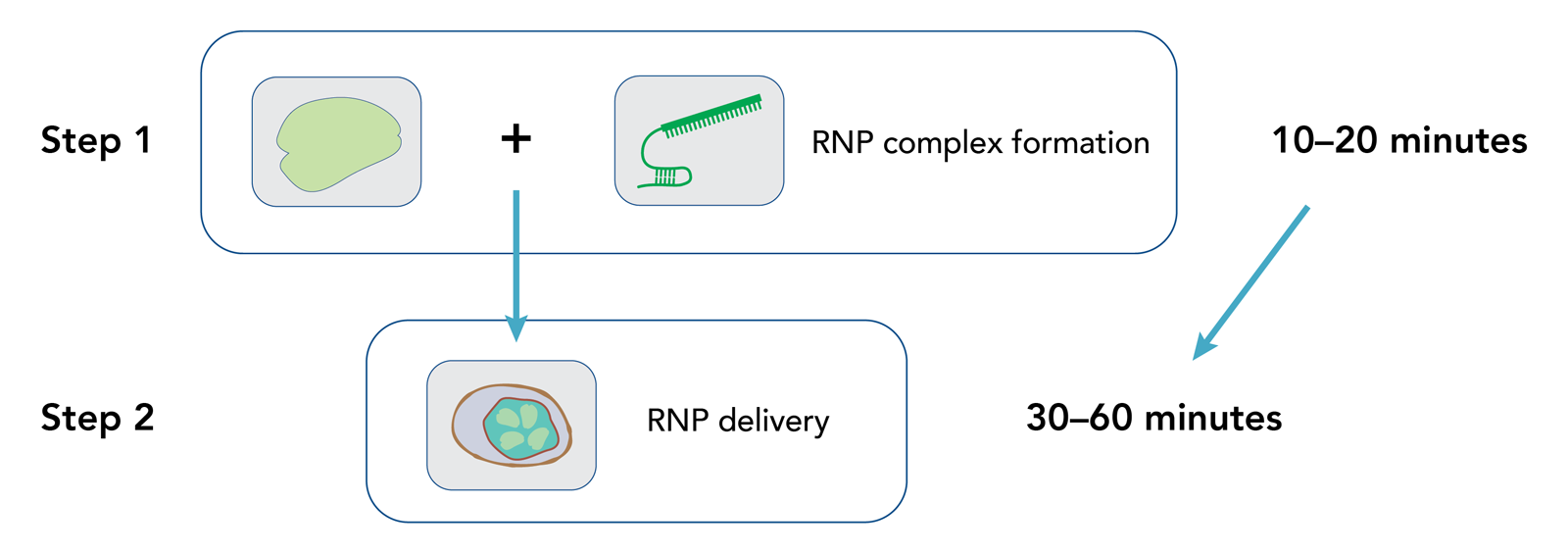 IDT發(fā)布新的超高性能CRISPR Cas12a酶