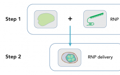 IDT發(fā)布新的超高性能CRISPR Cas12a酶