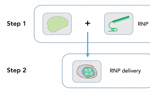 IDT發(fā)布新的超高性能CRISPR Cas12a酶