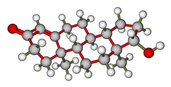 睪丸激素如何調(diào)節(jié)金絲雀的歌唱