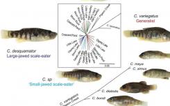 San Salvador pupfish從島魚(yú)中獲得了遺傳變異以便食用新的食物